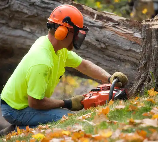 tree services Zeeland